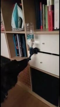 poidło dla psa