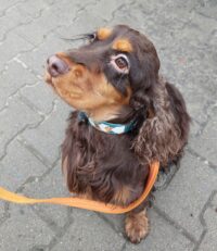 Szkolenie psów on-line